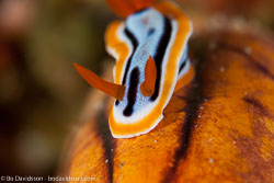 Raja Ampat Raja Ampat