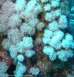 Sharm Sharm
