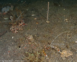 Sulawesi Sulawesi