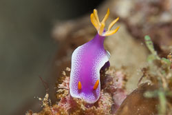 BD-180203-Romblon-7614-Hypselodoris-apolegma-(Yonow.-2001).jpg