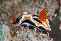 BD-180209-Anilao-8729-Chromodoris-magnifica-(Quoy---Gaimard.-1832)---Magnificent-chromodoris.jpg