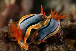 BD-180209-Anilao-8938-Chromodoris-strigata.-Rudman.-1982---Strigate-chromodoris.jpg