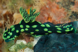 BD-180210-Anilao-9204-Nembrotha-cristata.-Bergh.-1877---Crested-nembrotha.jpg