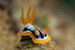 BD-180212-Anilao-9968-Chromodoris-strigata.-Rudman.-1982---Strigate-chromodoris.jpg