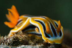 BD-180213-Anilao-0071-Chromodoris-colemani.-Rudman.-1982.jpg