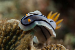 BD-180213-Anilao-0132-Chromodoris-sp-3.jpg