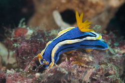 BD-180215-Anilao-0742-Chromodoris-annae.-Bergh.-1877---Anna's-chromodoris.jpg
