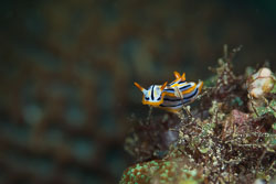 BD-180215-Anilao-0758-Chromodoris-hamiltoni.-Rudman.-1977.jpg
