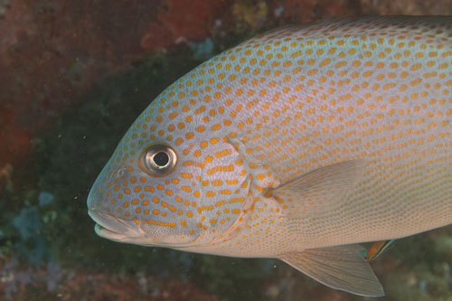 BD-200218-Dauin-2692-Plectorhinchus-flavomaculatus-(Cuvier.-1830)-Lemonfish.jpg