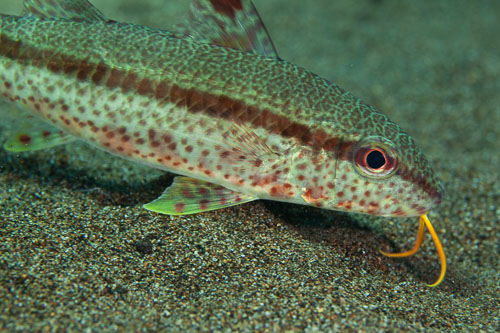BD-200219-Dauin-2872-Upeneus-tragula.-Richardson.-1846---Freckled-goatfish.jpg