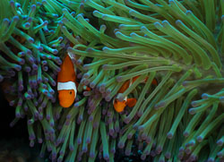 Damselfishes and Clownfishes