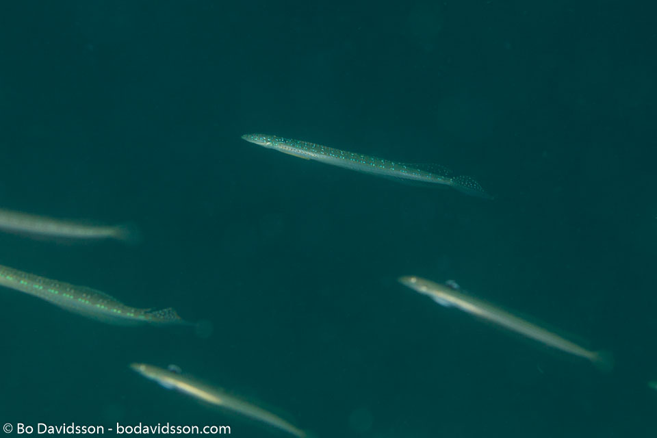 BD-170322-Dauin-6645-Trichonotus-elegans.-Shimada---Yoshino.-1984---Long-rayed-sand-diver.jpg