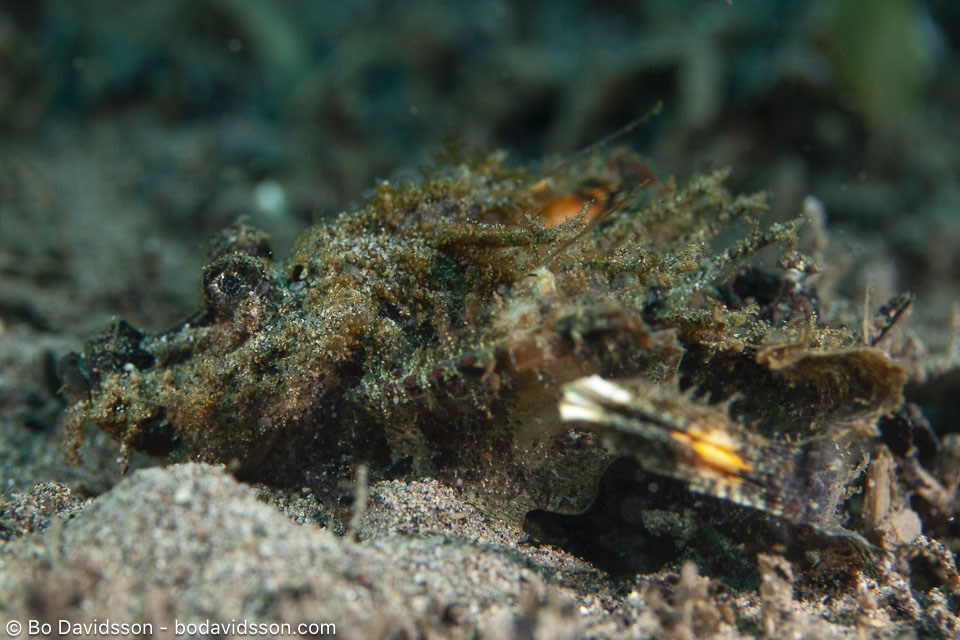 BD-200218-Dauin-2760-Scorpaenopsis-neglecta.-Heckel.-1837.-Yellowfin-scorpionfish.jpg