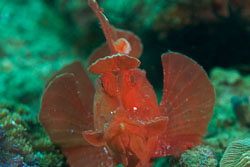 BD-180211-Anilao-9424-Rhinopias-eschmeyeri.-Condé.-1977---Eschmeyer's-scorpionfish.jpg