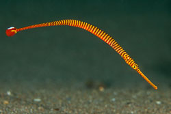BD-170322-Dauin-6609-Dunckerocampus-pessuliferus.-Fowler.-1938---Yellowbanded-pipefish.jpg