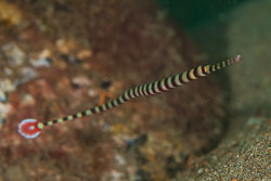 BD-170322-Dauin-6624-Dunckerocampus-dactyliophorus-(Bleeker.-1853)---Ringed-pipefish.jpg