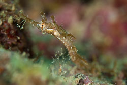 BD-180205-Romblon-8090-Halicampus-macrorhynchus.-Bamber.-1915---Ornate-pipefish.jpg