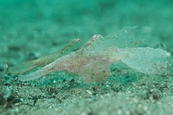 BD-180216-Anilao-1128-Solenostomus-cyanopterus.-Bleeker.-1854---Ghost-pipefish.jpg