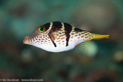 Puffers and filefishes