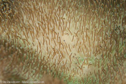 BD-110313-Puerto-Galera-3273-Sarcophyton-sp.-Lesson.-1834.jpg