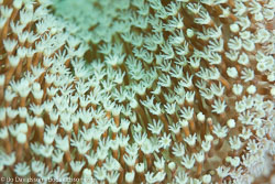 Soft corals