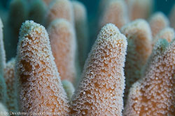 BD-111128-Raja-Ampat-5452-Sinularia-gibberosa.-Tixier-Durivault.-1970.jpg