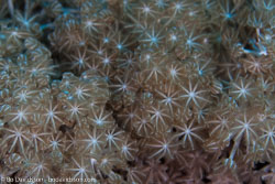 BD-121127-Aqaba-7177-Xenia-sp.-Lamarck.-1816.jpg