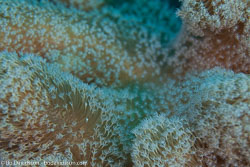 Soft corals