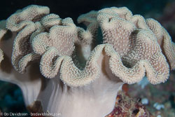 BD-130711-Maldives-0157-Sarcophyton-sp.-Lesson.-1834.jpg