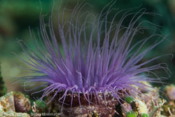 Tube-dwelling anemones