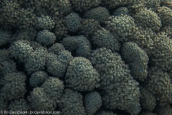 BD-100920-Fury-Shoal-1731-Goniopora-sp.-de-Blainville.-1830.jpg