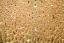 BD-130401-Tulamben-8665-Favites-sp.-Link.-1807.jpg