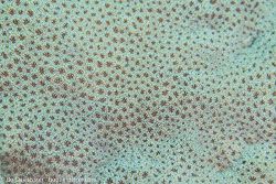 BD-131208-Daedalus-0935-Favia-sp.-Milne-Edwards.-1857.jpg