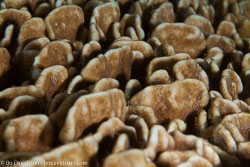 BD-141013-Komodo-4847-Pocillopora-sp.-Lamarck.-1816.jpg