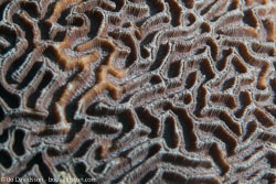 BD-170319-Apo-6016-Platygyra-sp.-Ehrenberg.-1834---Brain-coral.jpg