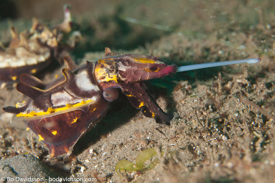 BD-170318-Dauin-5718-Metasepia-pferreri-(Hoyle.-1885)---Flamboyant-cuttlefish.jpg