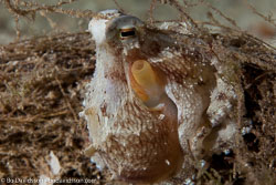Cuttlefish and Octopuses and Squid