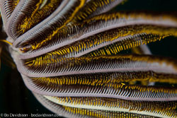 Sea lilies