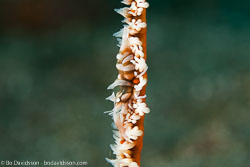 BD-180210-Anilao-9137-Dasycaris-zanzibarica.-Bruce.-1973---Whip-Coral-Shrimp.jpg