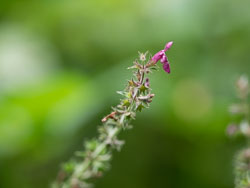 BD-160807-Omberg-8070031-Stachys-sylvatica.jpg