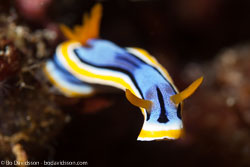 BD-161024-Pura-2564-Chromodoris-michaeli.-Gosliner---Behrens.-1998.jpg