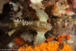 BD-161028-Pura-3552-Scorpaenopsis-sp.-Heckel.-1839.jpg