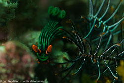 BD-161029-Alor-3849-Nembrotha-kubaryana.-Bergh.-1877.jpg