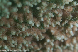 BD-121129-Aqaba-7691-Acropora-sp.-Oken.-1815.jpg
