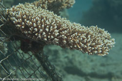 BD-121129-Aqaba-7779-Acropora-sp.-Oken.-1815.jpg