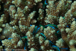 BD-121129-Aqaba-7785-Acropora-sp.-Oken.-1815.jpg