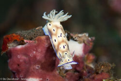 BD-130331-Tulamben-8246-Hypselodoris-tryoni-(Garrett.-1873).jpg