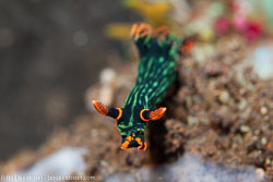 BD-130331-Tulamben-8264-Nembrotha-kubaryana.-Bergh.-1877.jpg