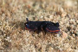BD-130331-Tulamben-8487-Dendrodoris-nigra-(Stimpson.-1855).jpg