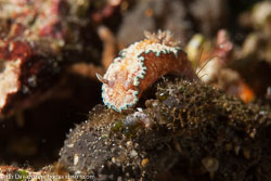 BD-130331-Tulamben-8512-Glossodoris-cincta-(Bergh.-1888).jpg